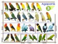 /album/fotogaleria/desk-agapornis-jpg/